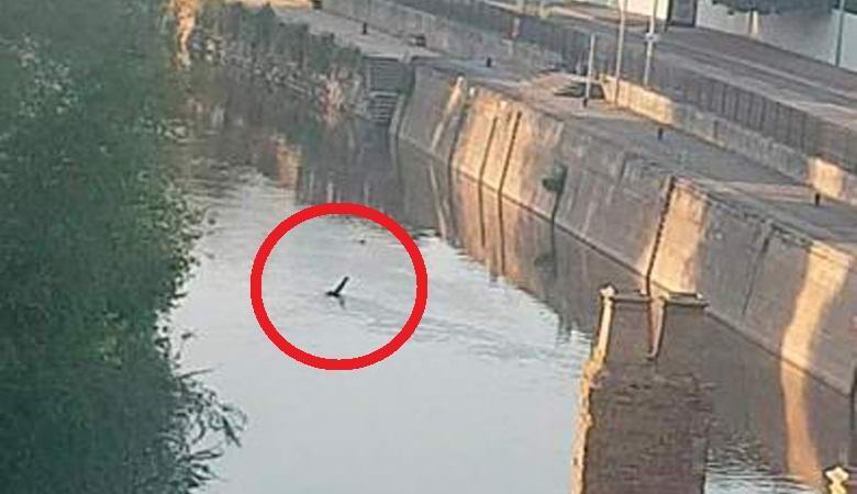 Na anglickém kanálu se objevilo stvoření podobné monstrum Loch Ness.