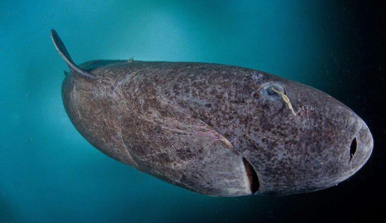 Chytil žraloka staršího než Ivan Hrozný