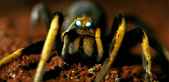 Hordy tarantule napadly australské město