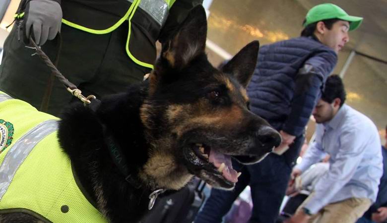 Policejní pastýř je tak dobrý v hledání drog, že kartely jí za hlavu udělovaly odměnu.