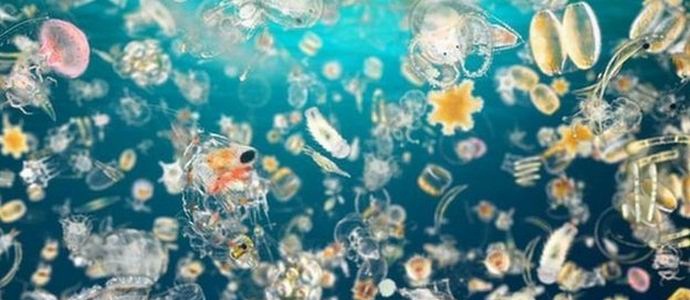 Dlužíme polovině kyslíku v atmosféře planktonu.