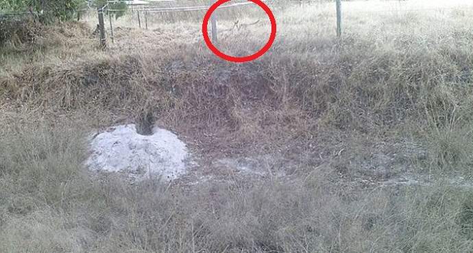 Nové důkazy o existenci vačnatce vlka.