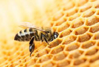 Populace asijských vražedných včel nalezených v japonské provincii Nagasaki