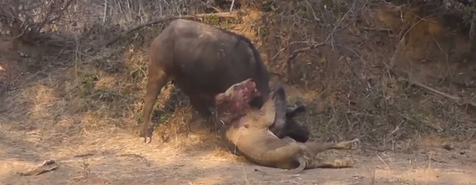 Poslední bitva krále zvířat