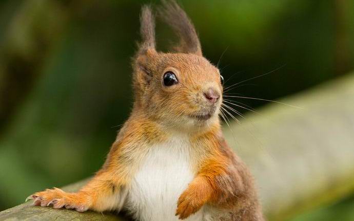 Podívejte se na svět očima veverky