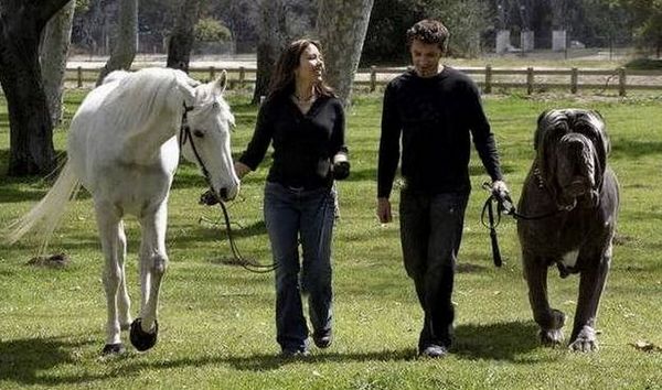 Potomci chrtů Baskervilles