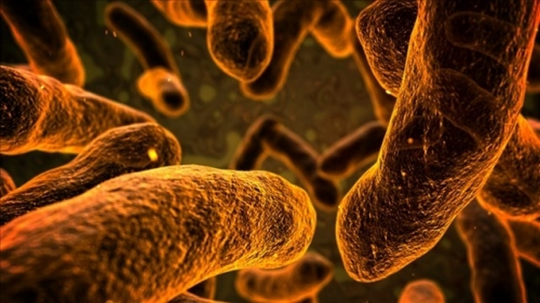 Jedlíci v Perském zálivu