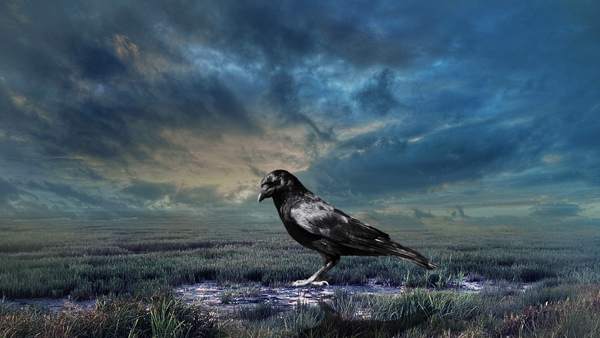 znamení o vránách 