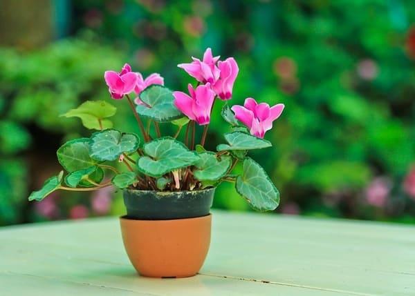 známka bramboříku v domě 