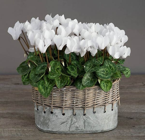 cyklámenové znamení a pověry pro domov 