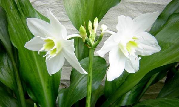 eucharis znamení 
