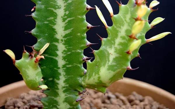 pobídnout trojúhelníková znamení a pověry 