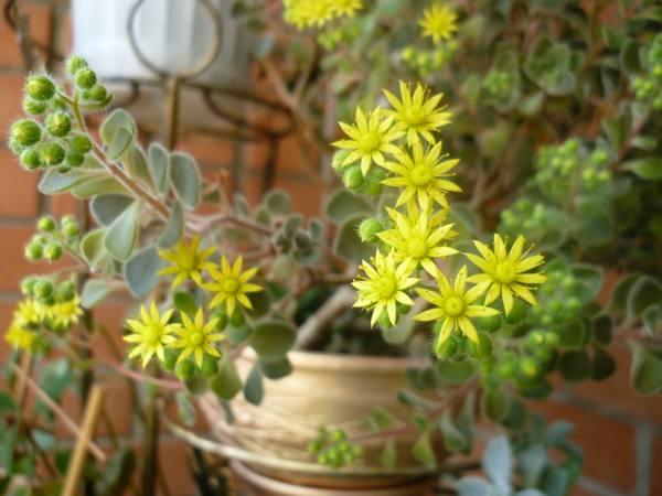 aichrizon strom znamení lásky 