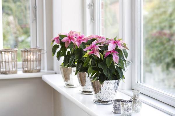 vnitřní květiny známky 