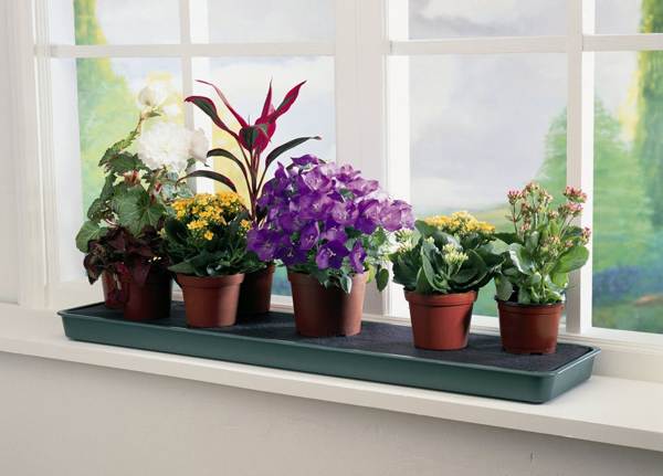 domácí květiny známky 