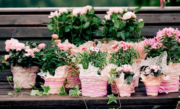 znamení o pokojových květinách 