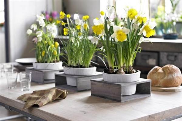 jaké květiny nelze chovat v domácích znameních 