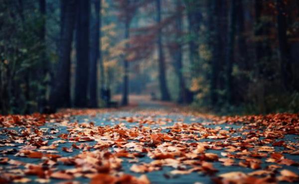 Znamení pro každý den měsíce listopadu 