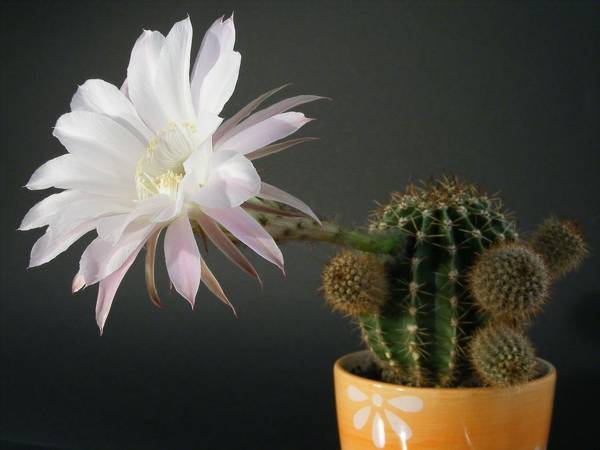 proč kaktus kvete doma: znamení 