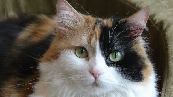 trikolorní kočičí znamení 