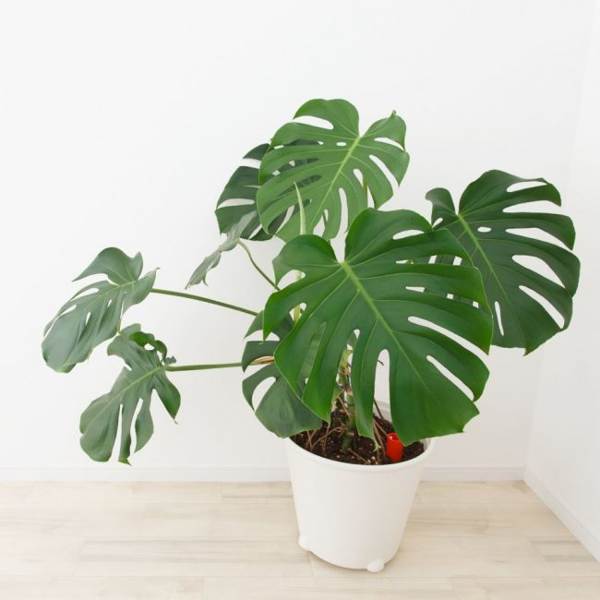 monstera květina 