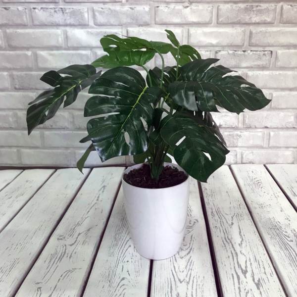 rostlina monstera 