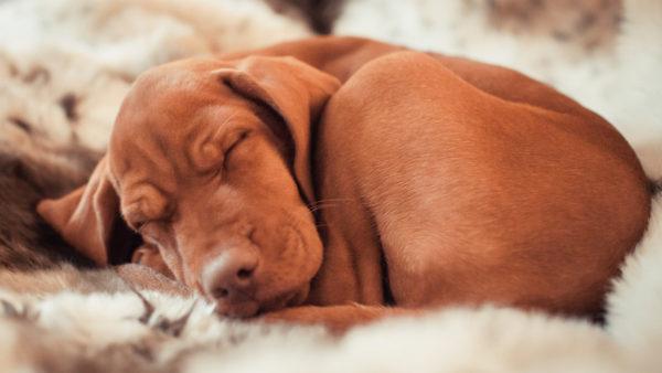 Proč sní mrtvý pes  