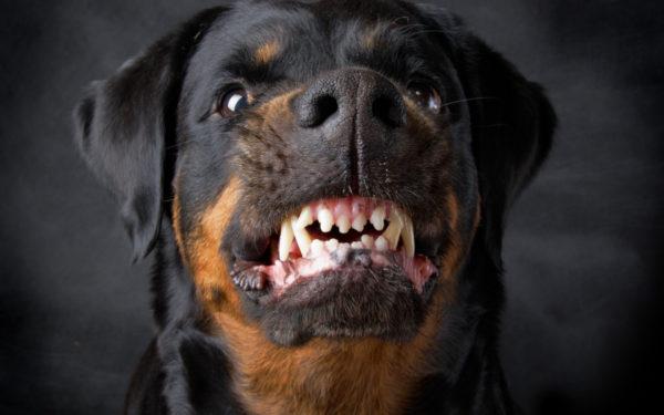 Proč rozzlobený pes sní 