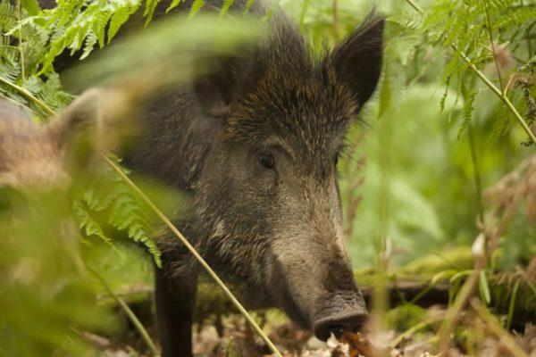 Proč divočák sní 
