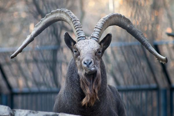 pokud jste snili o horské koze 