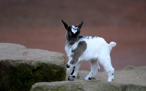 Ve snu vidět rohatou kozu 