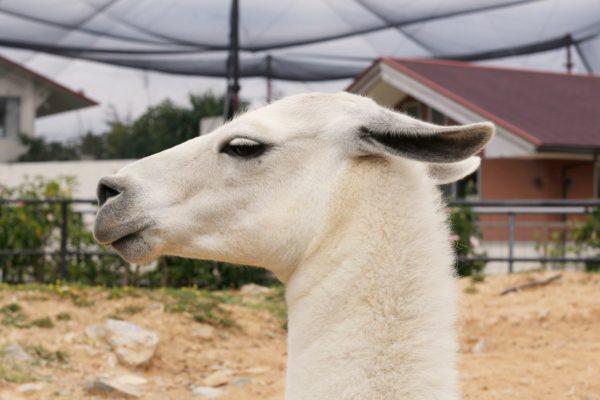 Proč velbloud sní? 