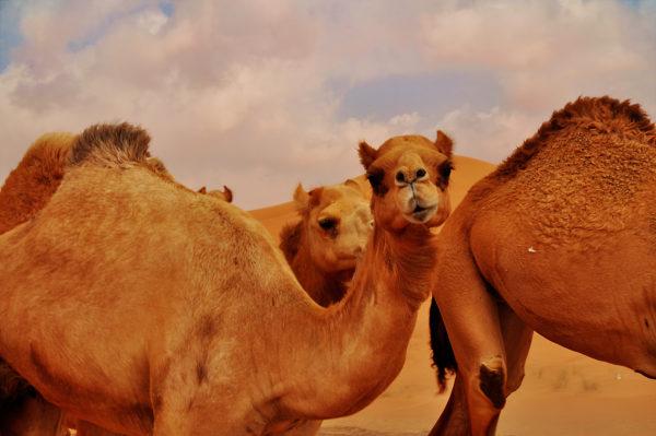 Proč velbloud sní? 