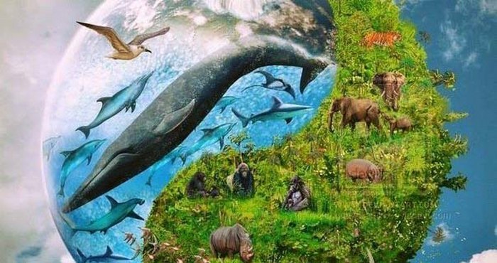 Rozpoznání zvířat inteligentními tvory