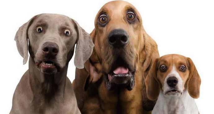 Duch útočí na toulavé psy