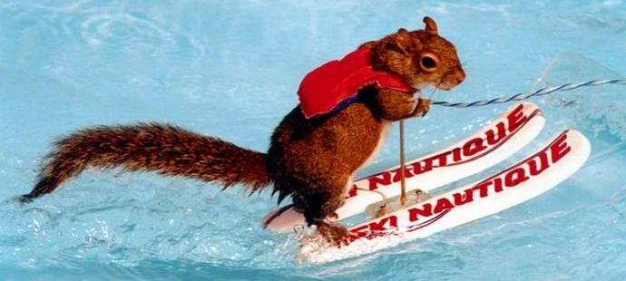 Veverkové lyžování se stalo senzací internetu.