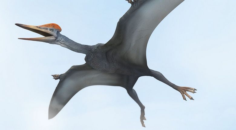 Pterodaktylové nebyli schopni letět a roztáhli křídla dokořán.