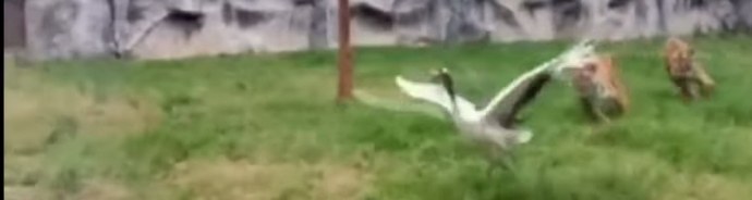 Pták náhodou letěl do voliéry k tygrům - a zůstal vítězem