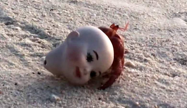 Krab poustevníka se usadil v hlavě panenky