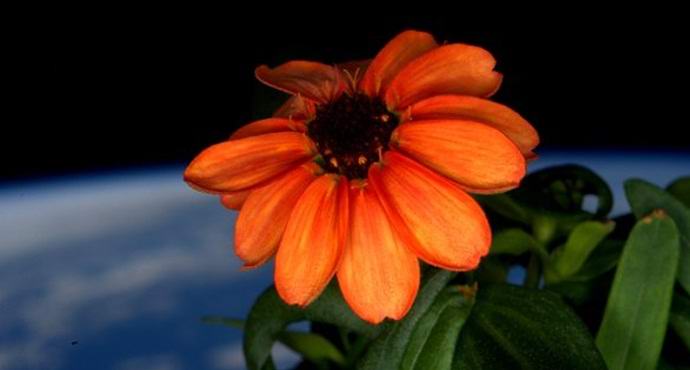 Kvetla první kosmická květina v historii