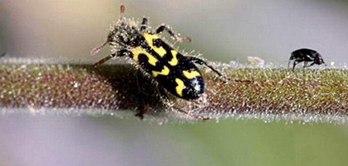 Rostlina se brání tím, že se drží lipového hmyzu.