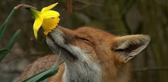 Inteligentní svět zvířat kolem nás