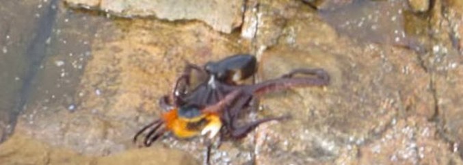 Nejvzácnější výstřel: chobotnice loví na souši