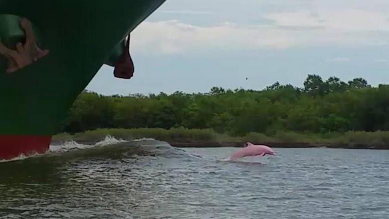 Nejvzácnější růžový delfín zasáhl objektiv videokamery