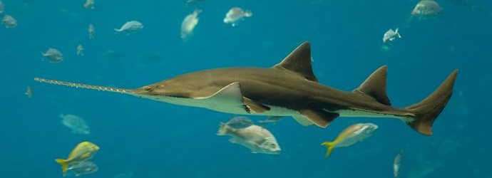 Viděl ryby mohou přivést potomky bez partnera