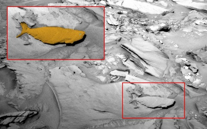 Ryby na Marsu - úžasný nález