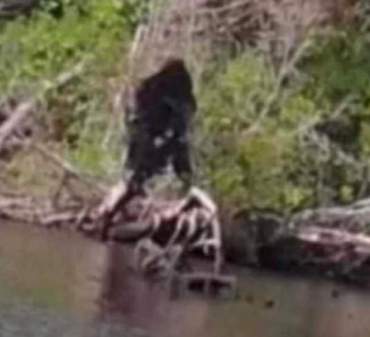 Rybář fotografoval vzhled Bigfoot