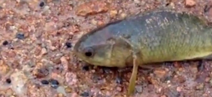 Ryby jdou na břeh