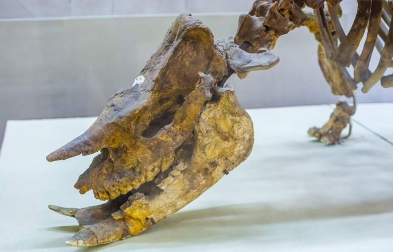 Rusští vědci objevili nový druh dinosaurů