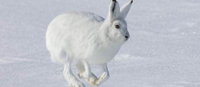 Ruská zajíc-extrém se stal hvězdou internetu